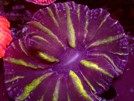 Alien Eye Cynarina | WYSIWYG