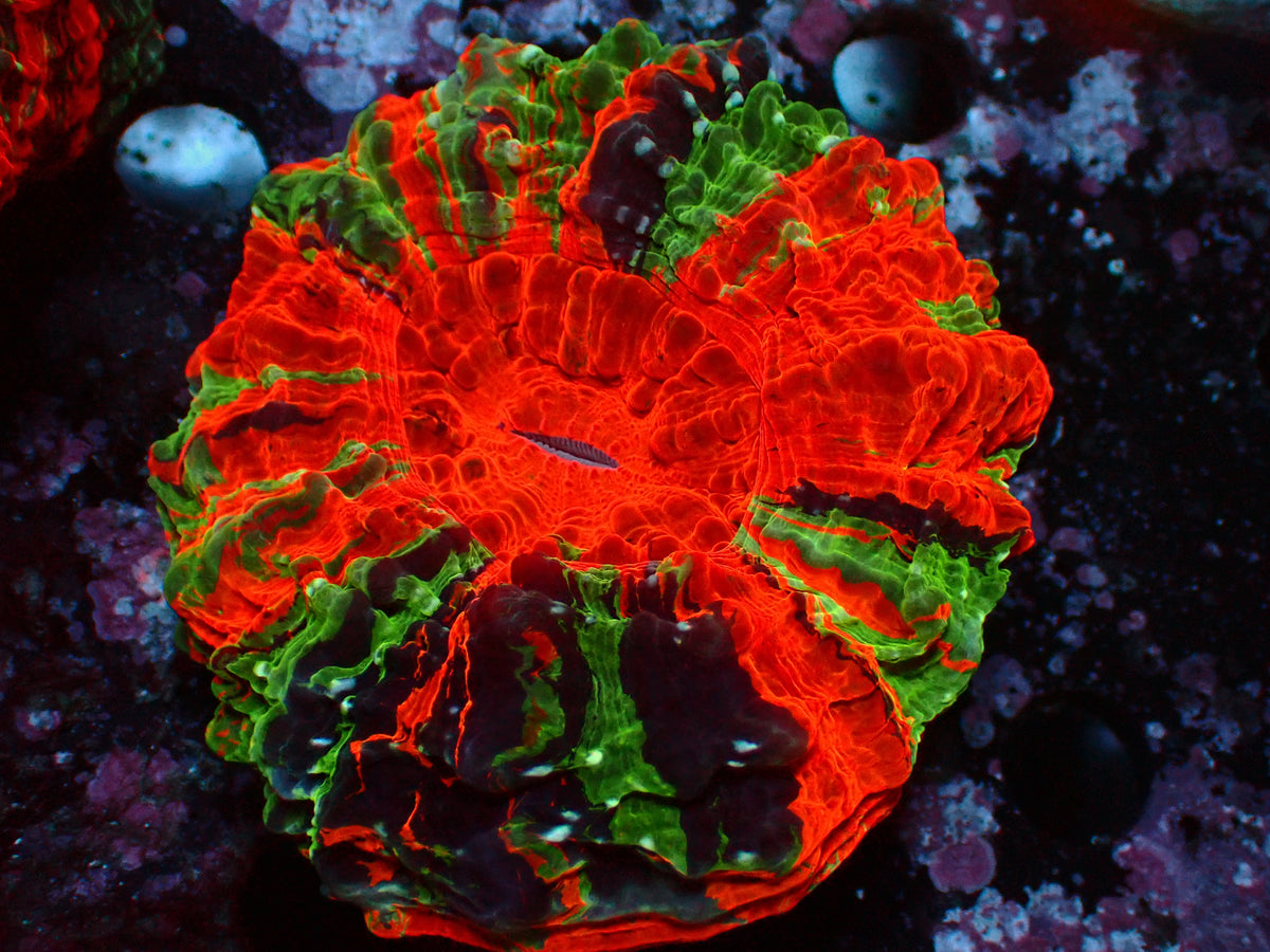 Acanthophyllia Super Rainbow | WYSIWYG