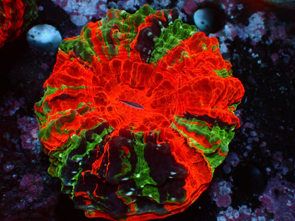 Acanthophyllia Super Rainbow | WYSIWYG