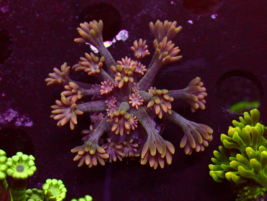 24k Gold Alveopora | NWYSIWYG