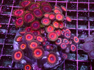 Zoanthus Rainbow Garden | WYSIWYG