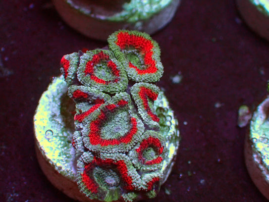 Red Ufo Micromussa | WYSIWYG