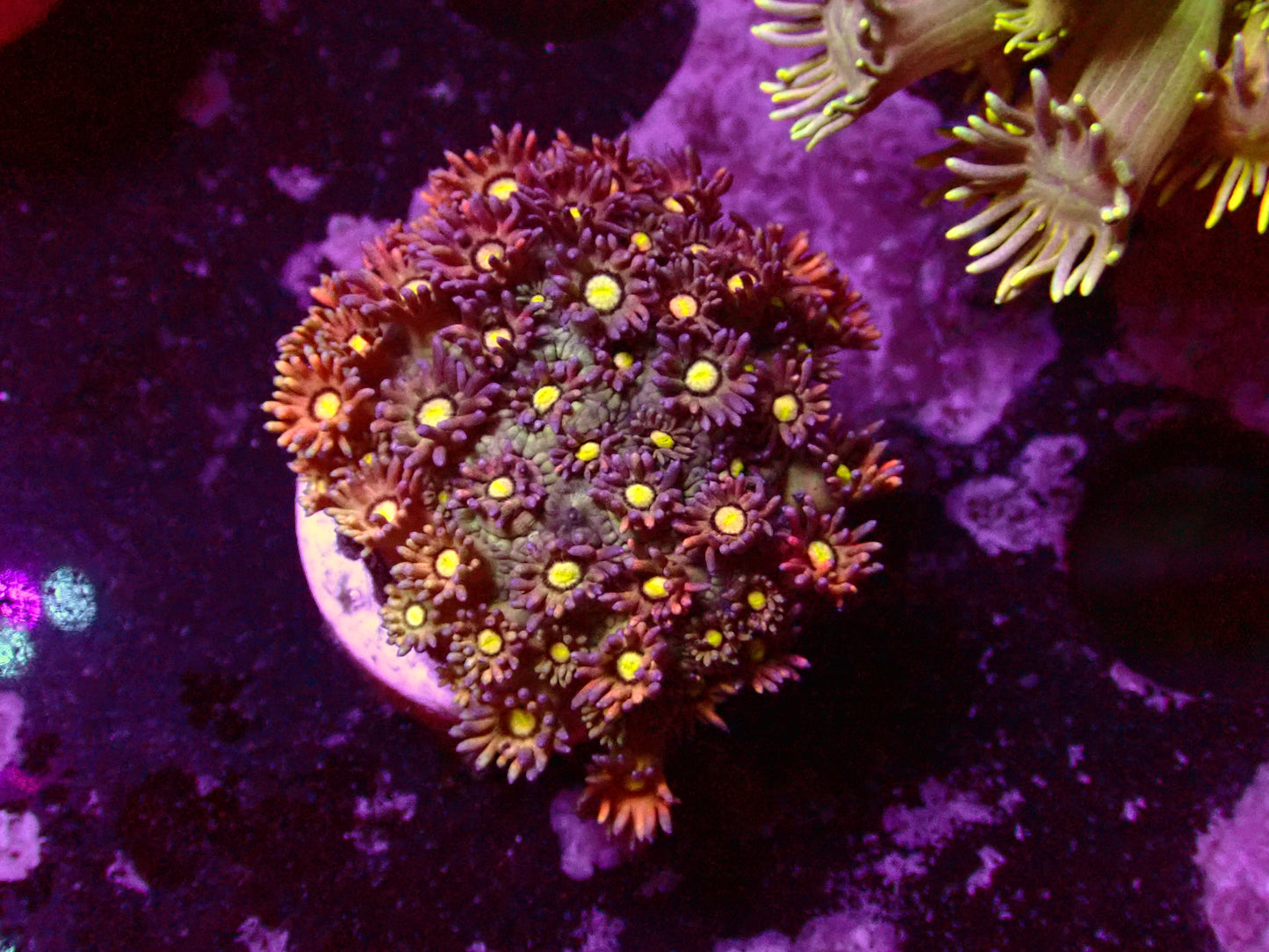 Ultra Rainbow Goniopora | WYSIWYG