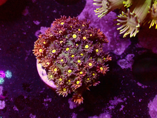 Ultra Rainbow Goniopora | WYSIWYG