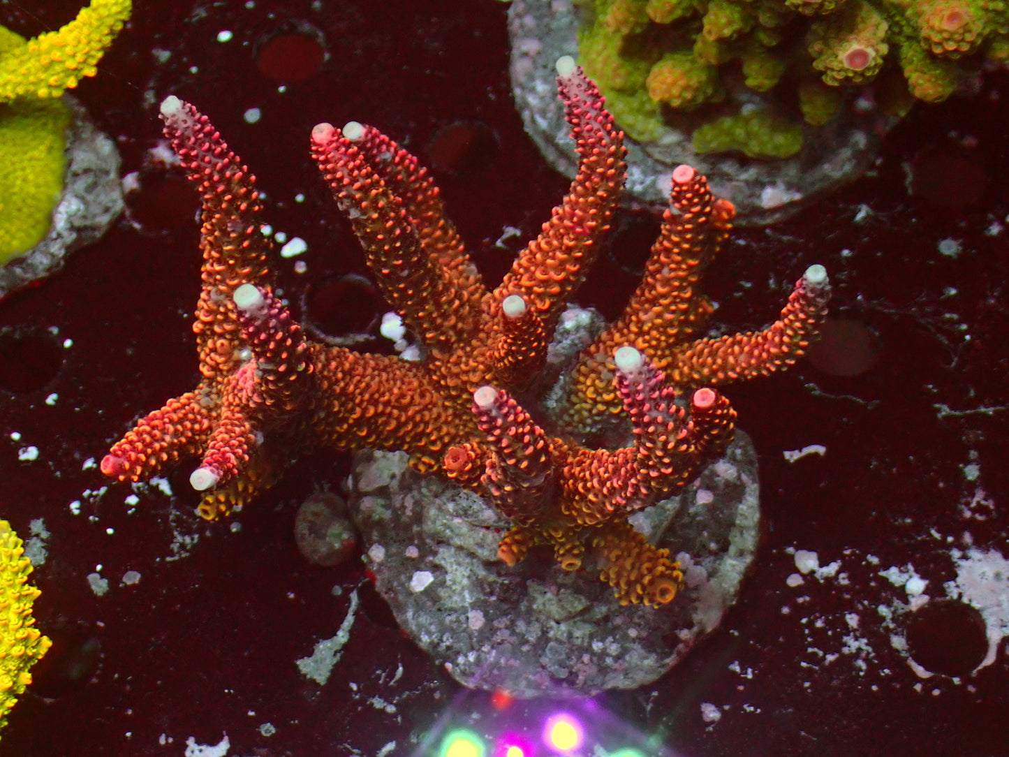 Acropora "Rainbow Stag" | Colony