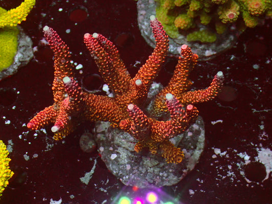Acropora "Rainbow Stag" | Colony
