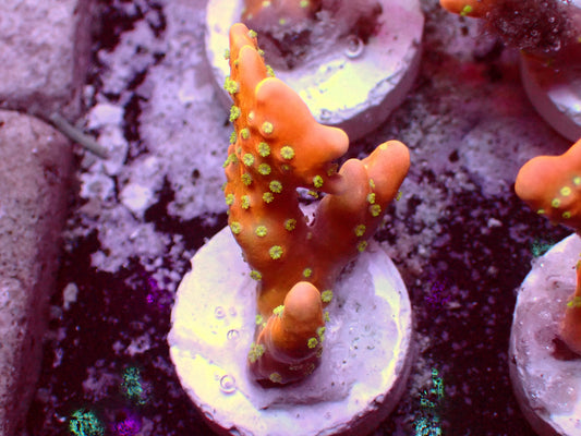 Anacropora Tropicana | WYSIWYG