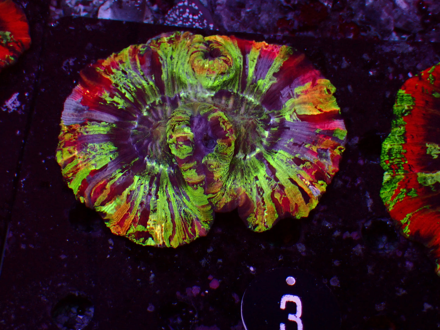 Trachyphyllia "Melting Rainbow" | WYSIWYG