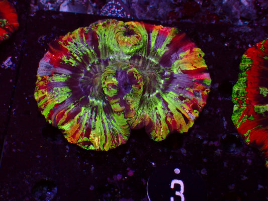 Trachyphyllia "Melting Rainbow" | WYSIWYG