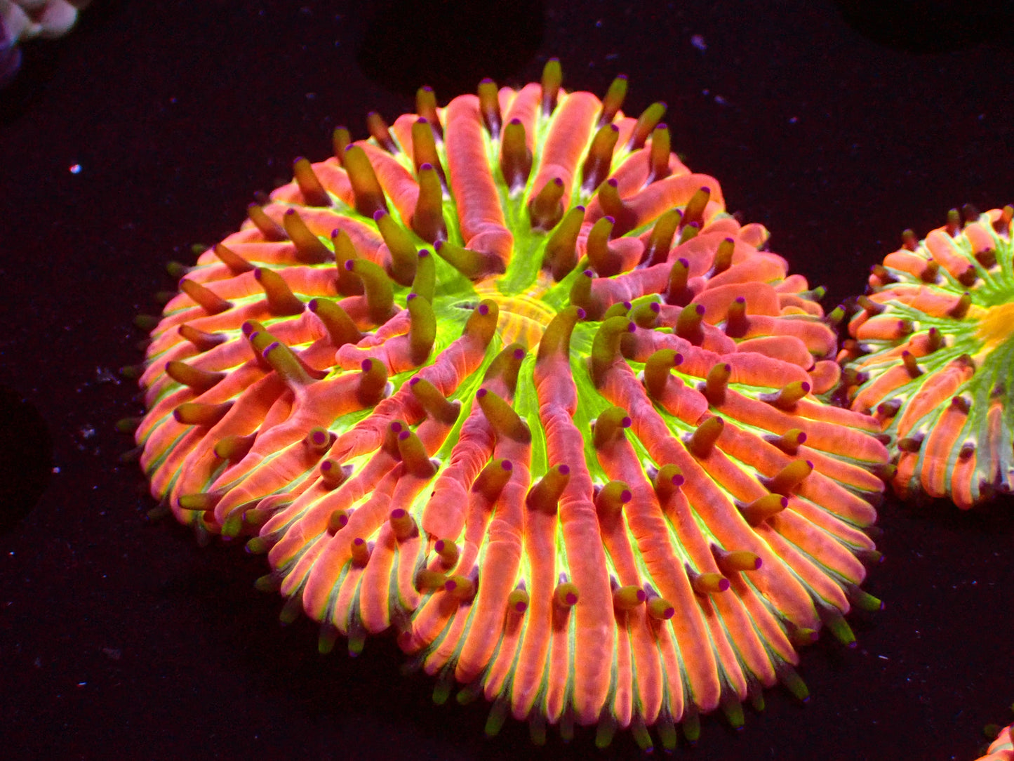 Ultra Rainbow Fungia | WYSIWYG