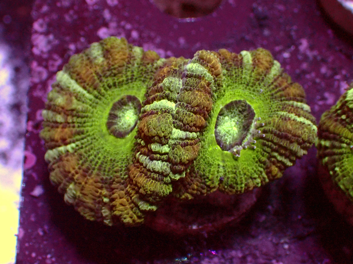 Mastergrade Asian Acanthastrea | WYSIWYG