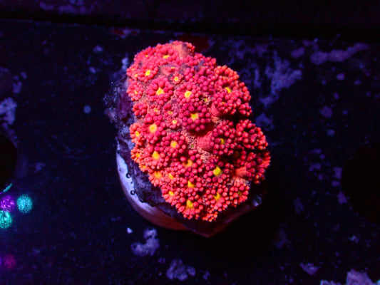 Ultra Pink Goniopora | WYSIWYG