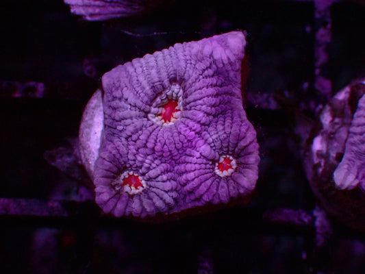 Ultra "Red Center" Favia | WYSIWYG