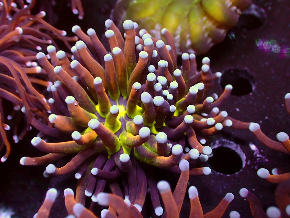 Euphyllia Golden Joker Torch | WYSIWYG