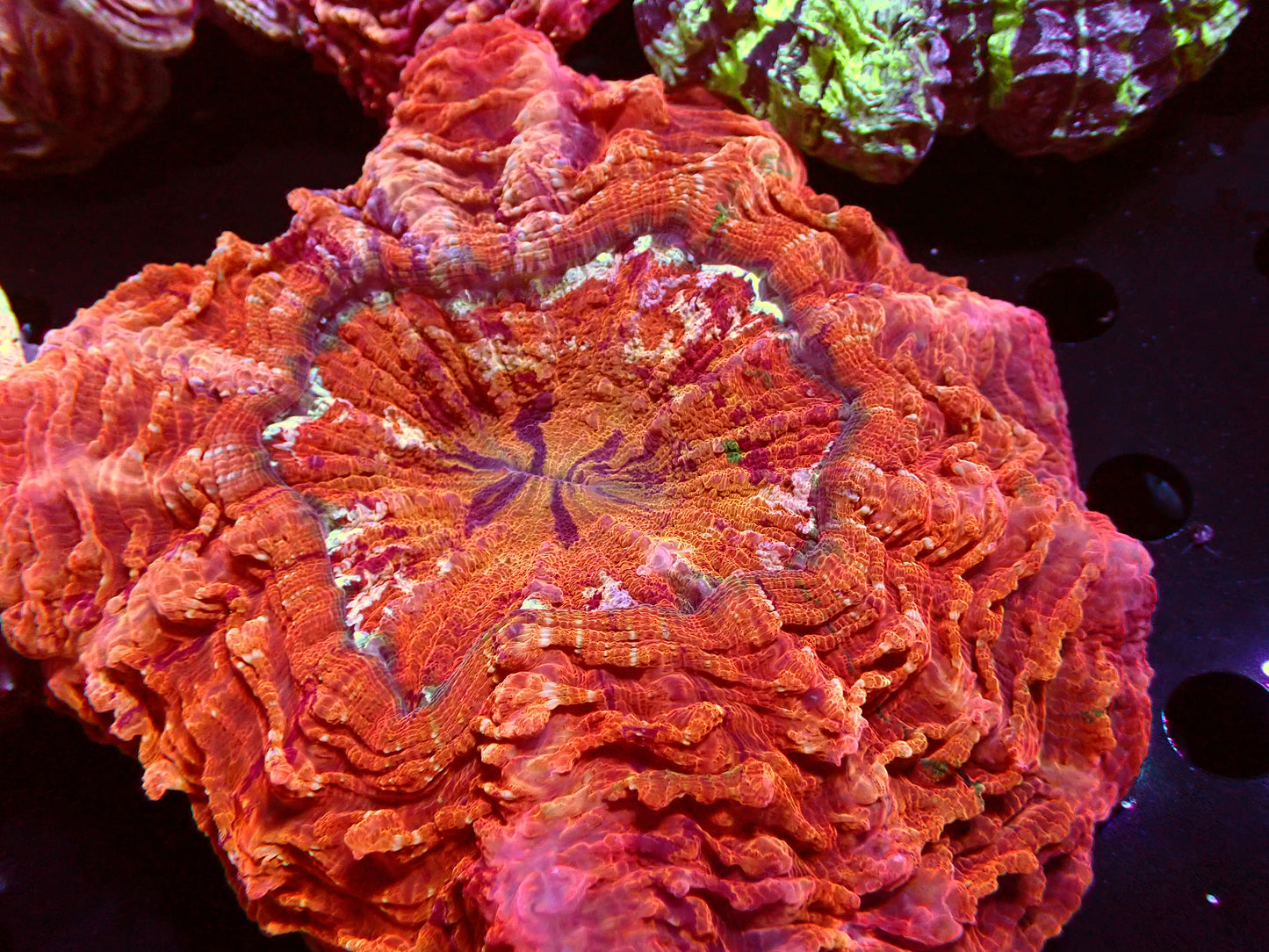 Heavens Gate Acanthophyllia | WYSIWYG