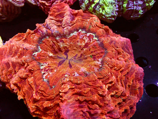 Heavens Gate Acanthophyllia | WYSIWYG