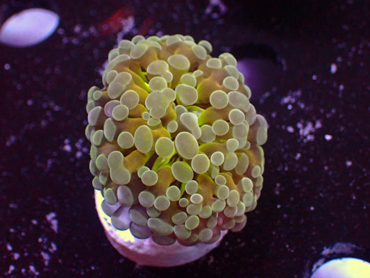 Euphyllia Paraancora Lemon Lime | WYSIWYG