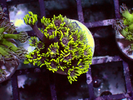 Neon Tips Goniopora | WYSIWYG