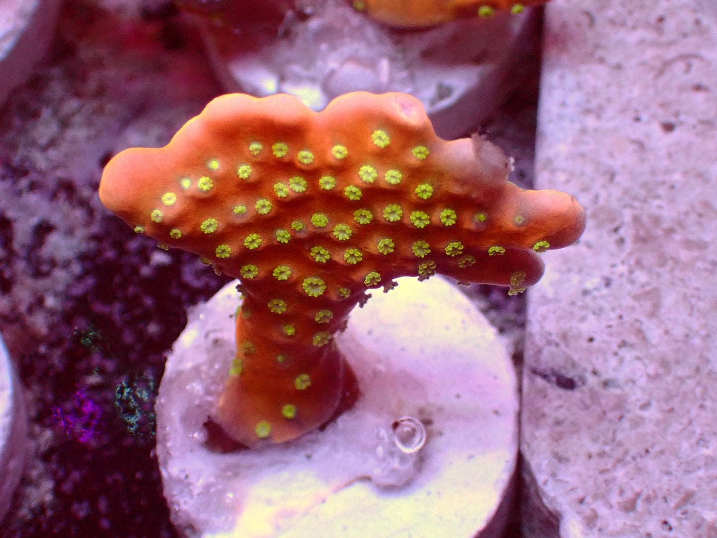 Anacropora Tropicana | WYSIWYG