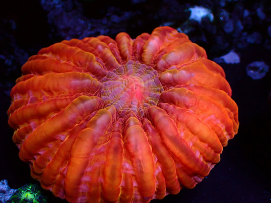 Ultra Orange Cynarina | WYSIWYG