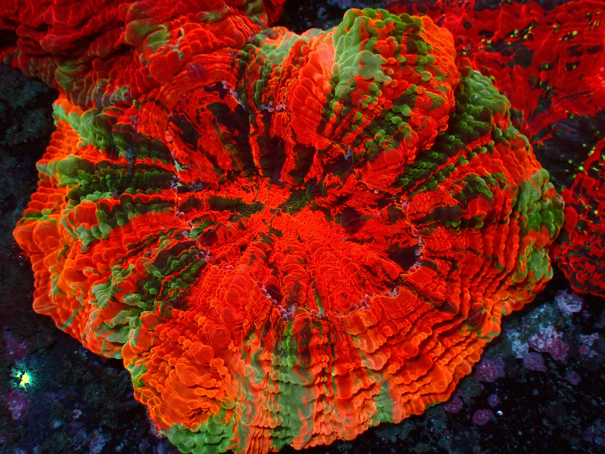 Acanthophyllia Super Rainbow | WYSIWYG