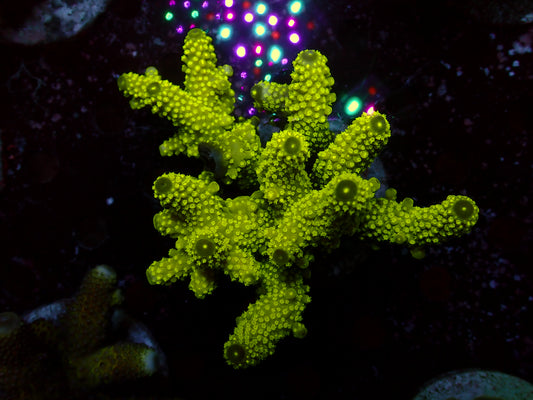 Acropora Humilis "Ultra/Neon Polyps" | Colony