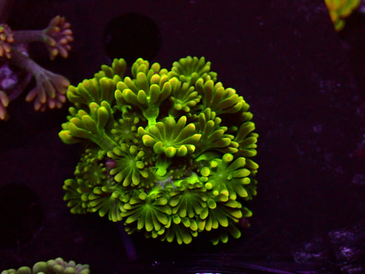 Green/Yellow Alveopora | WYSIWYG