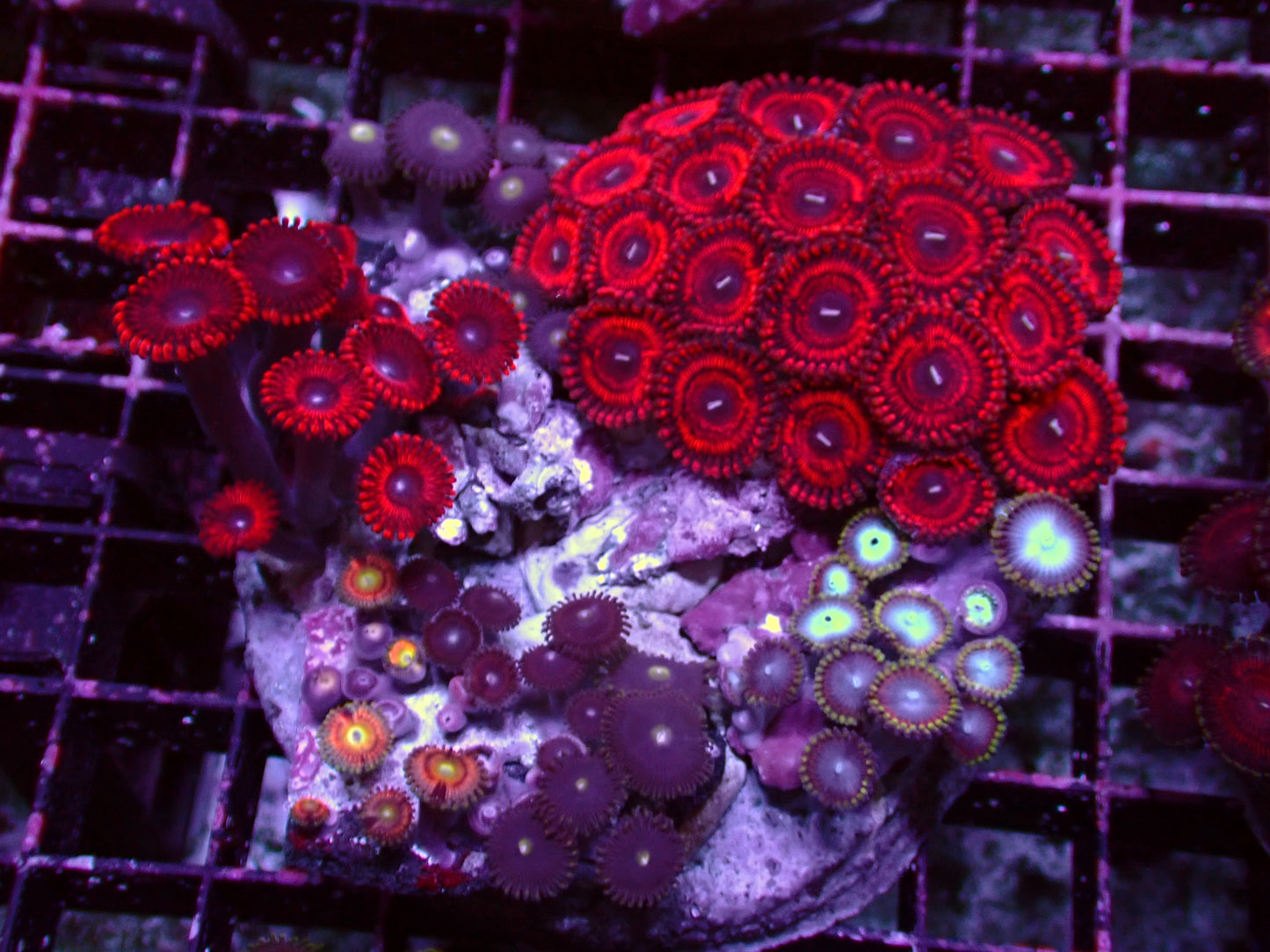 Zoanthus Rainbow Garden | WYSIWYG