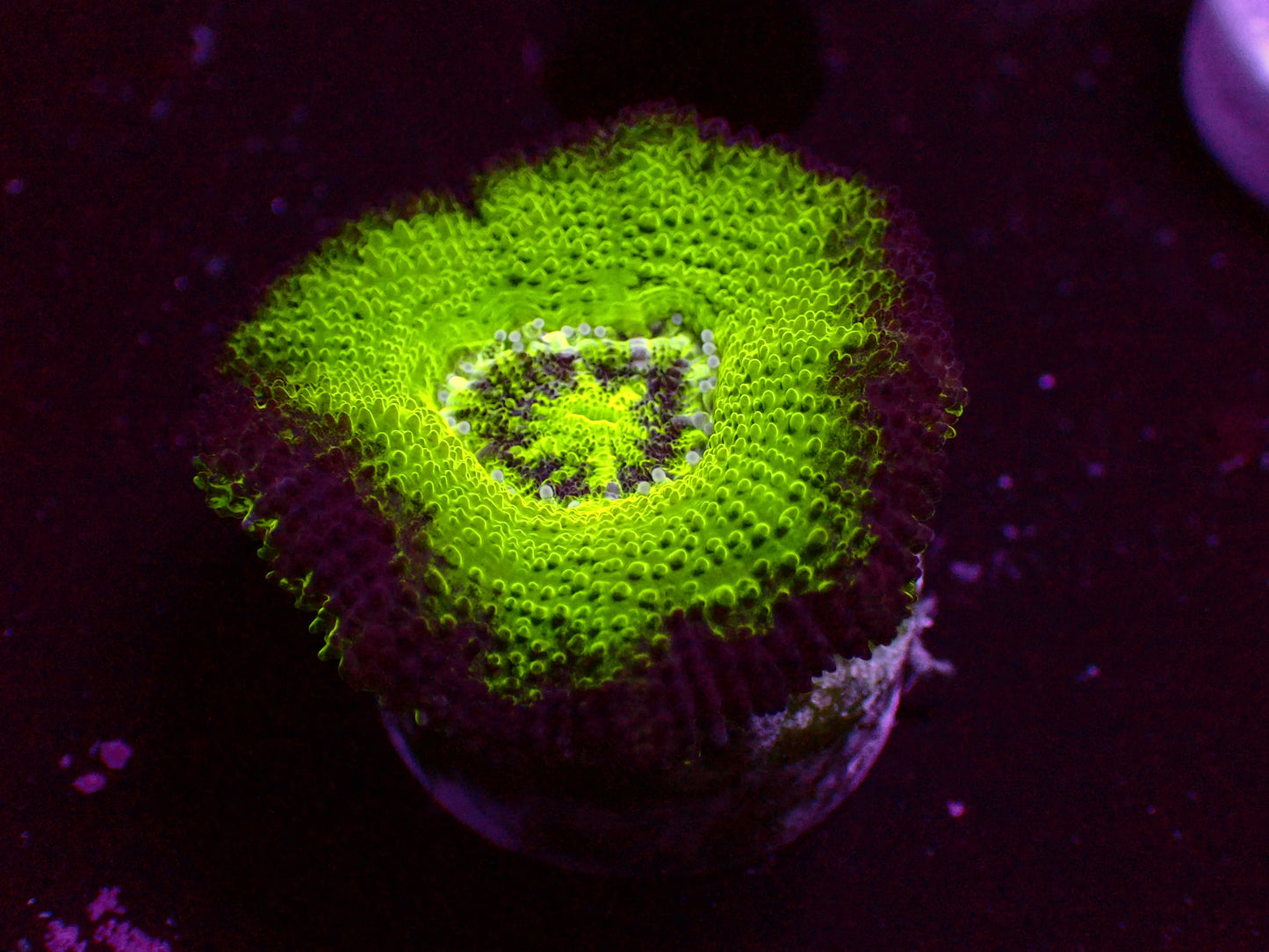 Asian Acan "Crazy Ufo" | Big Polyp