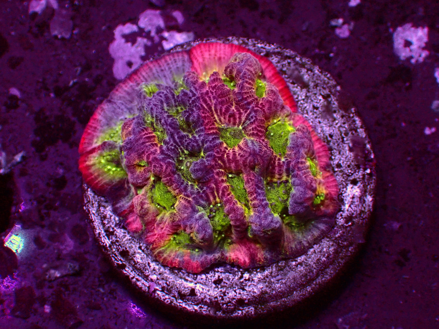 JF Dayglow Favia | WYSIWYG