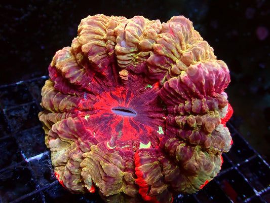 Golden Mastergrade Acanthophyllia | WYSIWG