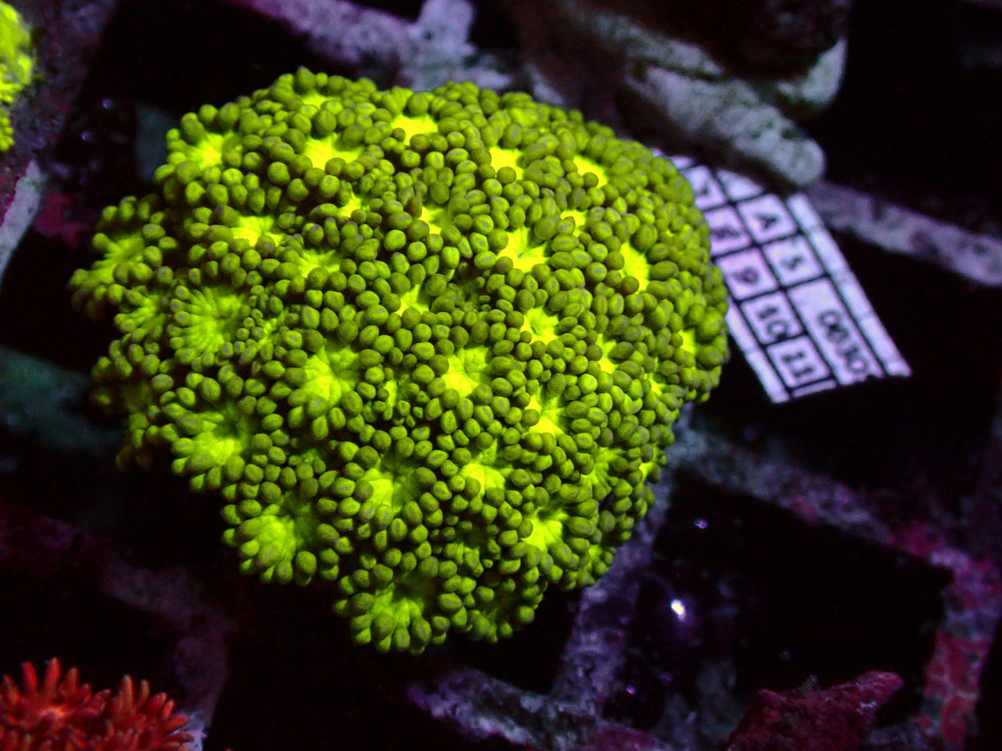 Toxic Goniopora | WYSIWYG
