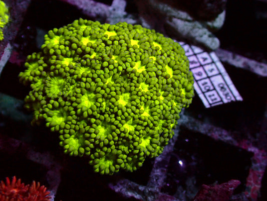 Toxic Goniopora | WYSIWYG