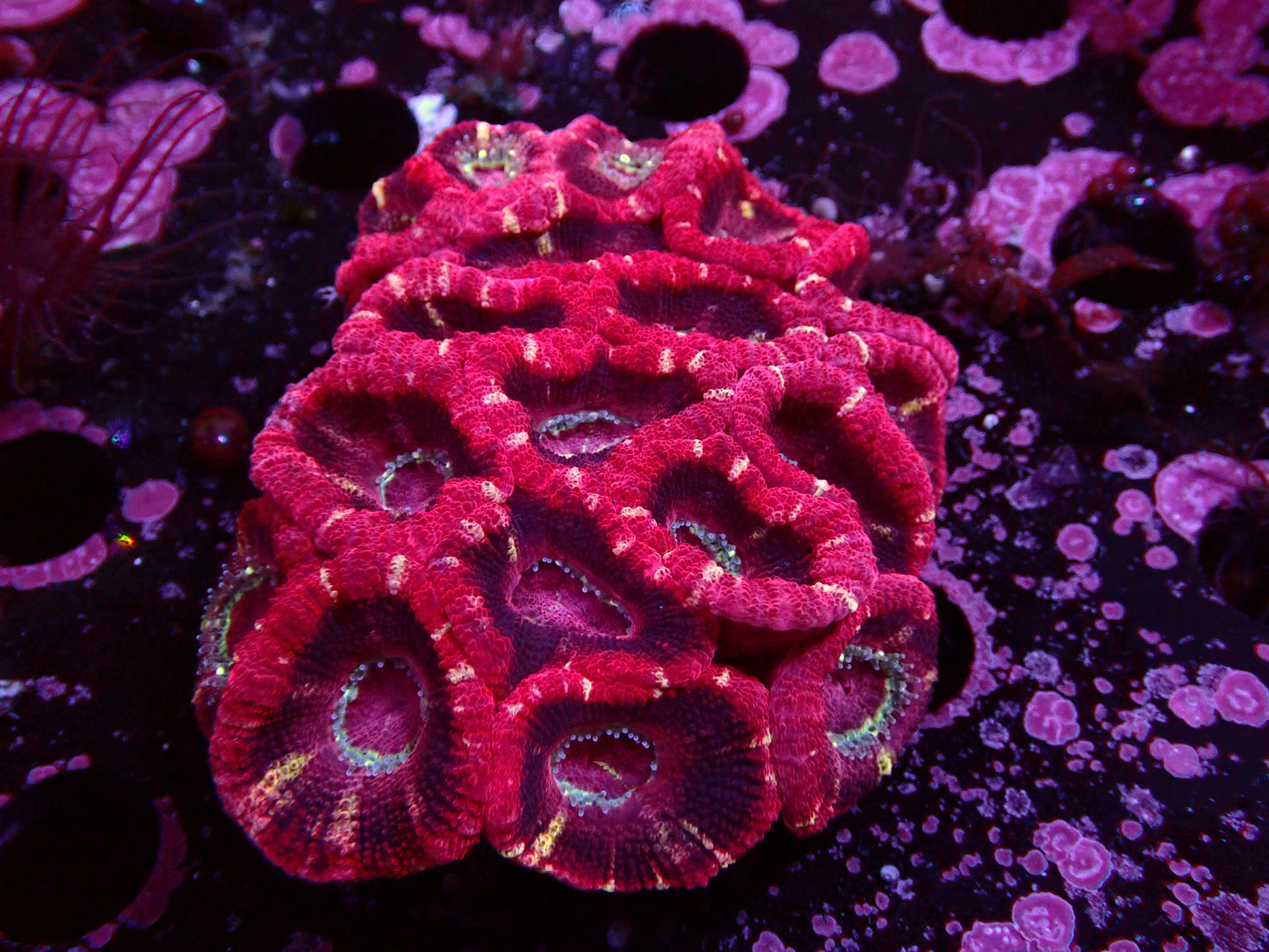 Mastergrade Asian Acan | Colony