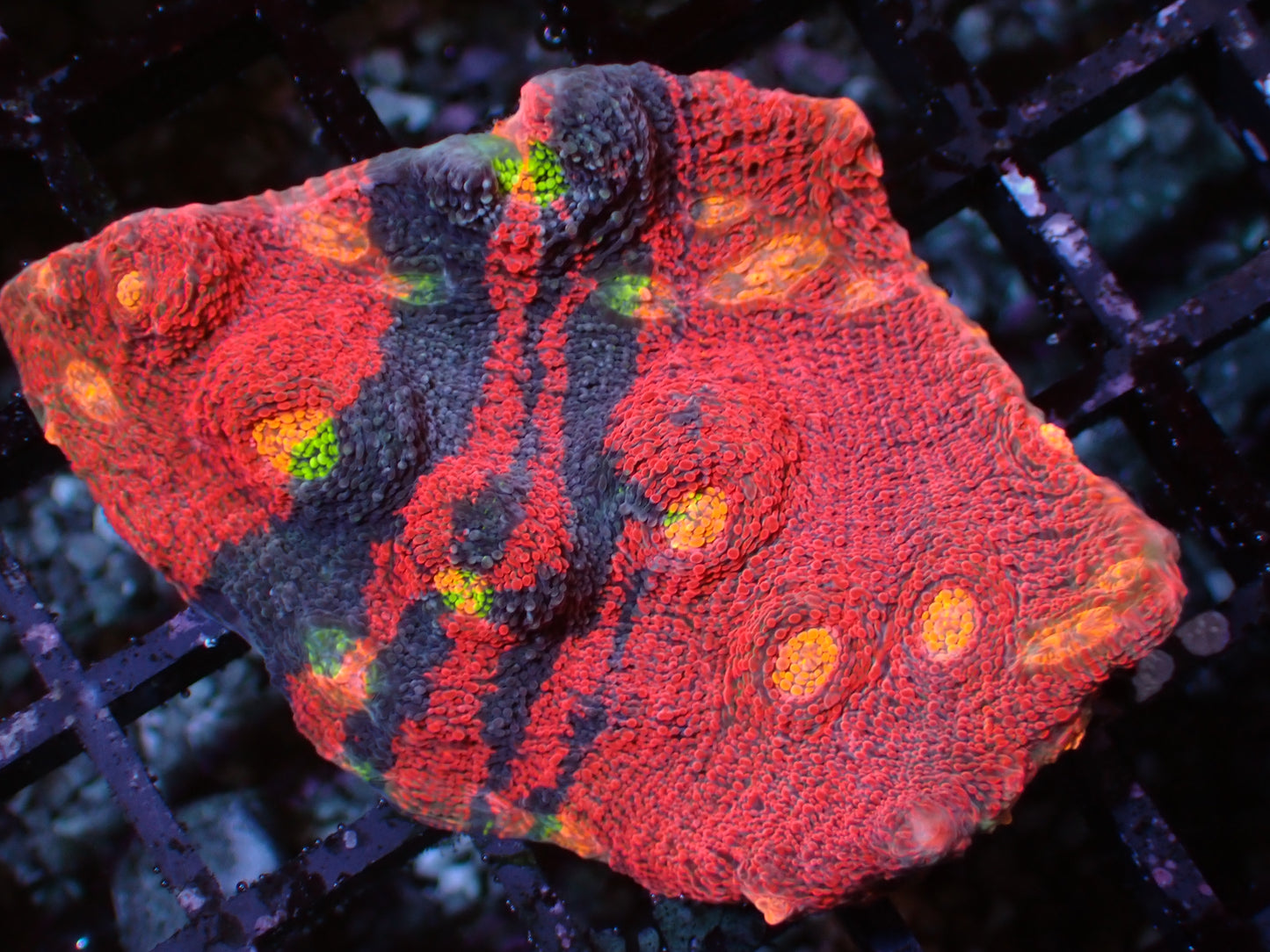 First Release! PR Crazy Bugatti Chalice | WYSIWYG