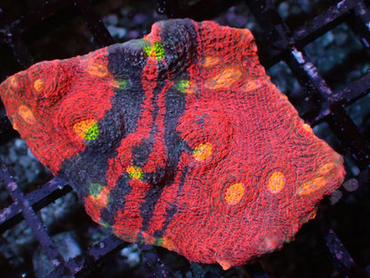 First Release! PR Crazy Bugatti Chalice | WYSIWYG