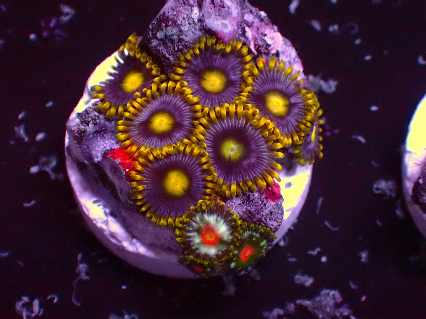 Zoanthus Blue Berry Pie | WYSIWYG