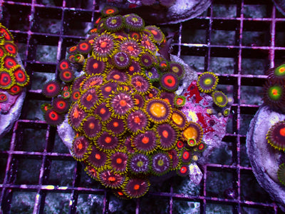 Zoanthus Rainbow Mix | WYSIWYG