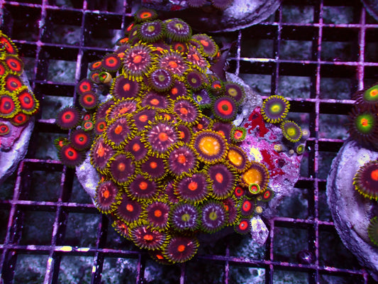 Zoanthus Rainbow Mix | WYSIWYG