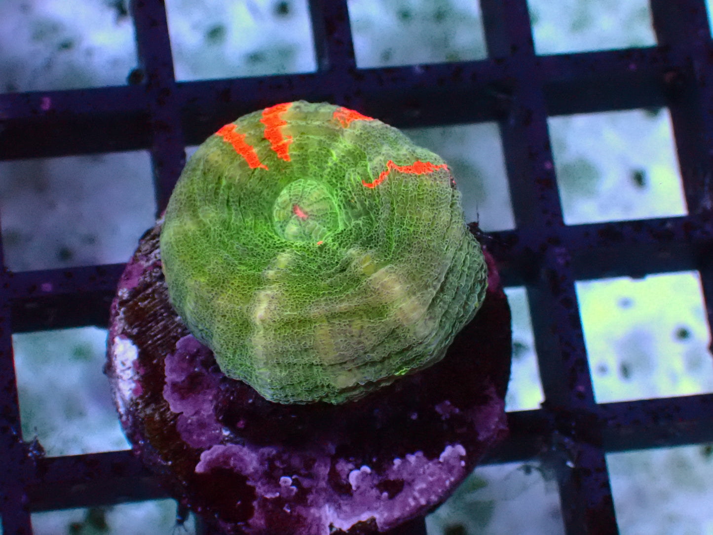 Pastel Bleeding Apple Scolymia | WYSIWYG
