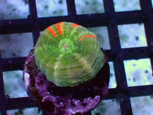 Pastel Bleeding Apple Scolymia | WYSIWYG