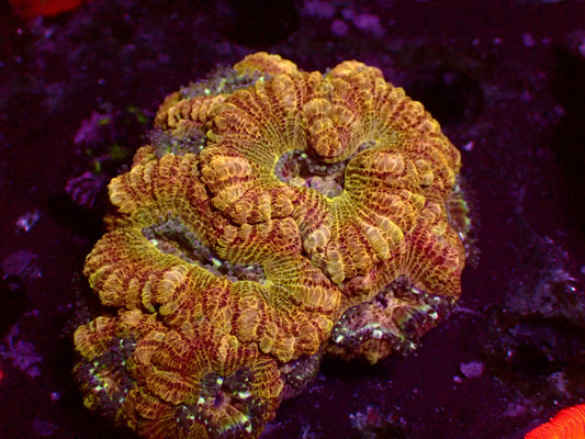 PR Heavens Gate Asian Acan | Colony