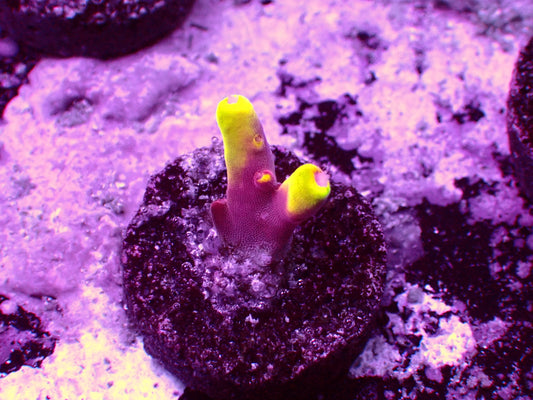 JF Foxflame Acropora | WYSIWYG