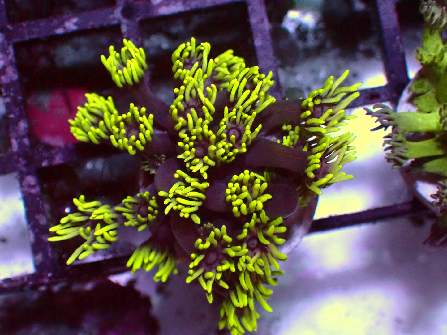 Neon Tips Goniopora | WYSIWYG