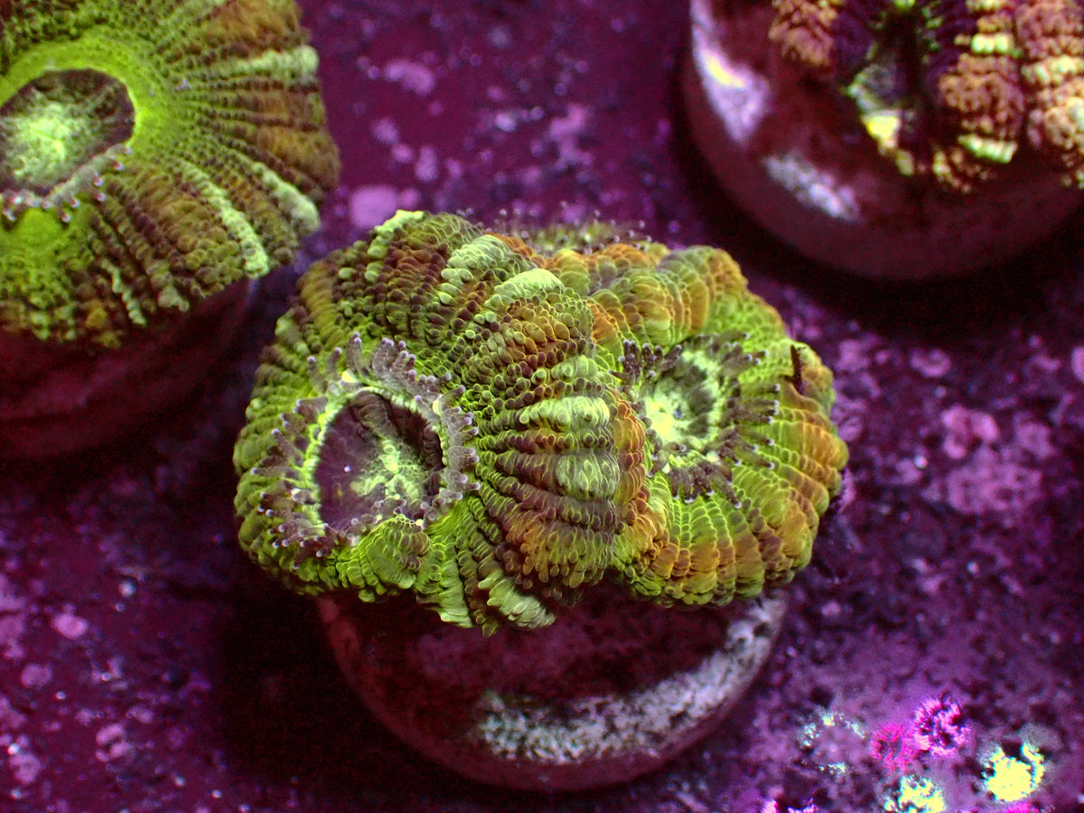 Mastergrade Asian Acanthastrea | WYSIWYG