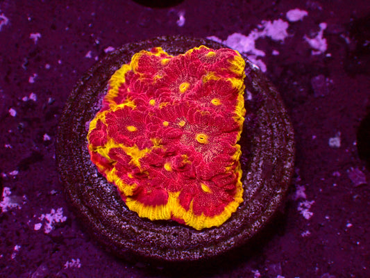 Big R Inferno Favia | WYSIWYG