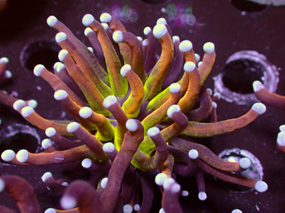 Euphyllia Golden Joker Torch | WYSIWYG