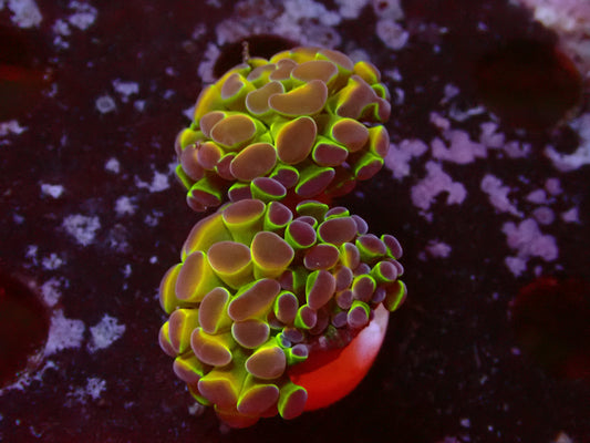 Hologram Paraancora | Doublehead