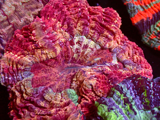 Red Rainbow Acanthophyllia | WYSIWYG