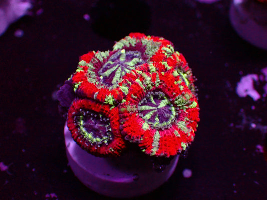 Asian Acan "Stripes" | WYSIWYG